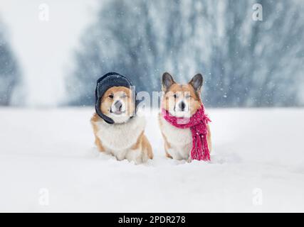 two cute dogs Pembroke corgis are sitting in the snow in a warm hat with earflaps and a scarf in a winter park in the snow Stock Photo