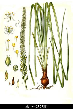 Heilpflanze, 'Sabadill (Schoenocaulon officinale, Sabadilla officinarum, Veratrum officinale, Asagraea officinale, Helonias officinale, Asagra caracasana), auch Sabadill-Läusekraut; Läusesabadill oder Mexikanisches Läusekraut', Historisch, digital restaurierte Reproduktion von einer Vorlage aus dem 19. Jahrhundert, Stock Photo