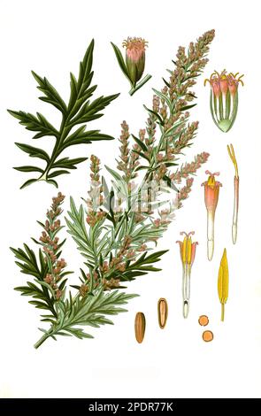 Heilpflanze, Gemeiner Beifuß (Artemisia vulgaris), auch Gewürzbeifuß oder Gewöhnlicher Beifuß, Historisch, digital restaurierte Reproduktion von einer Vorlage aus dem 18. Jahrhundert Stock Photo