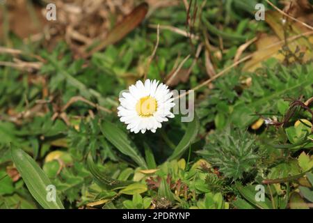 Daisy flower on meadow Stock Photo