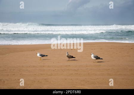 Three Lesser Black-Backed Gull (Larus fuscus) seagulls standing on sandy beach of Praia Grande do Guincho with stormy Atlantic Ocean waves breaking Stock Photo