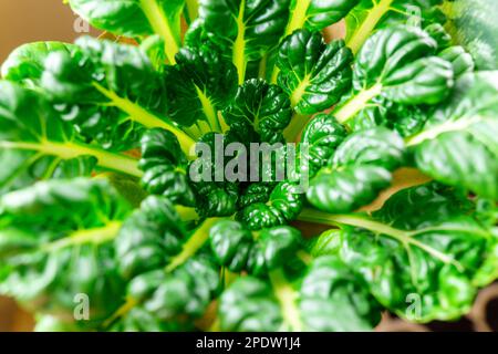Tatsoi is an Asian variety of Brassica rapa grown for vegetables. Brassica rapa subsp. narinosa. Stock Photo