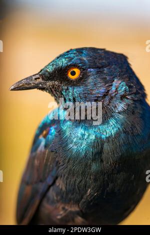 A Lesser blue eared glossy starling, Lamprotornis chloropterus, seen in Zimbabwe's Hwange National Park. Stock Photo