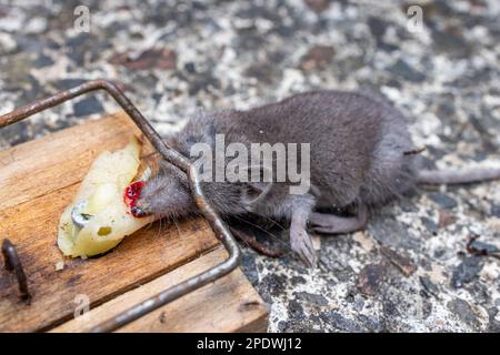 Mausefalle mit Maus Stock Photo