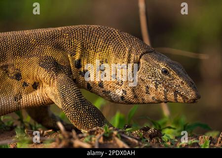 A large water monitor, Varanus salvator, seen in Zimbabwe's Mana Pools National Park. Stock Photo