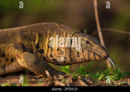 A large water monitor, Varanus salvator, seen in Zimbabwe's Mana Pools National Park. Stock Photo