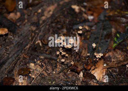 Little mushrooms which had sprung up after the rains in the sand forest Stock Photo
