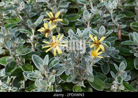 Brachyglottis greyi yellow flower Stock Photo
