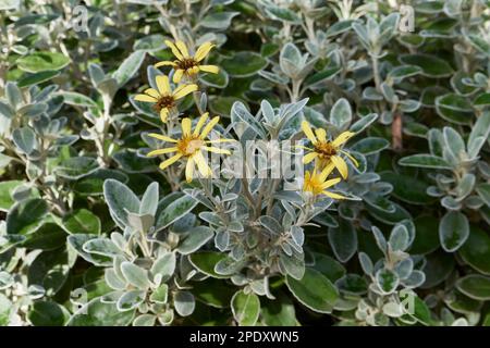 Brachyglottis greyi yellow flower Stock Photo