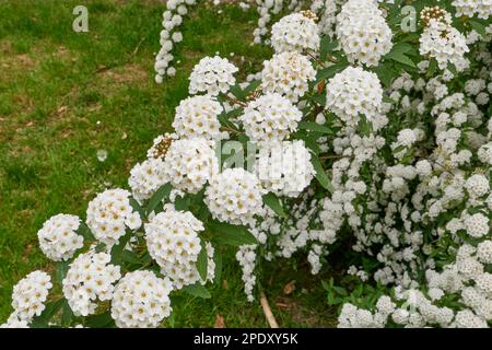 Spiraea cantoniensis shrub in bloom Stock Photo