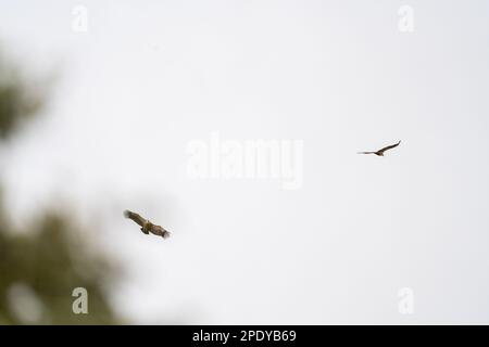Couple griffon vulture flying close to the trees in a white sky Stock Photo