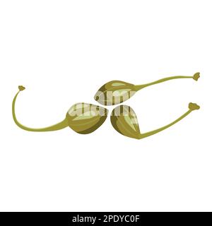 Capers. Vector illustration on a white background Stock Vector