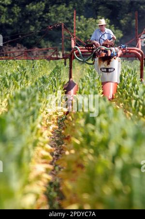Tobacco farmer Roger Quarles sprays his crop on his farm near Georgetown,  Ky., Tuesday, Aug. 9,2005. Quarles' burley tobacco crop is usually so lush  by late summer that the leaves brush against