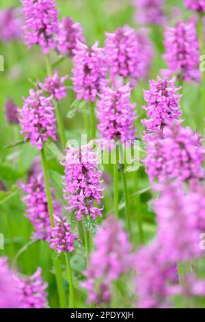 Betonica officinalis Hummelo, betony Hummelo, perennial,  spikes of purplish-pink flowers Stock Photo