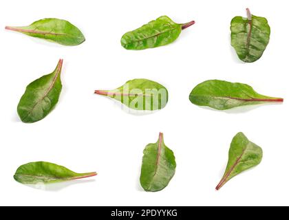 Different variations of chard salad leaves isolated on a white background Stock Photo