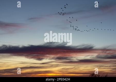 Hermosos colores en el cielo y una bandada de pájaros al atardecer en el campo. Stock Photo