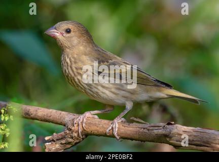 Young common rosefinch (Carpodacus erythrinus) perched on small branch in light shadow Stock Photo