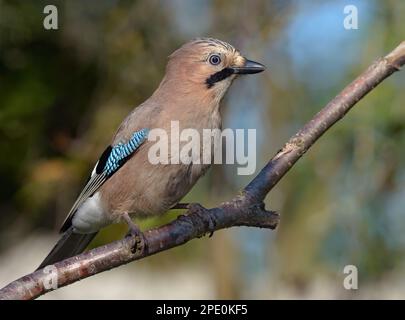 Eurasian Jay (garrulus glandarius) posing on a apple branch with great light and clean background Stock Photo