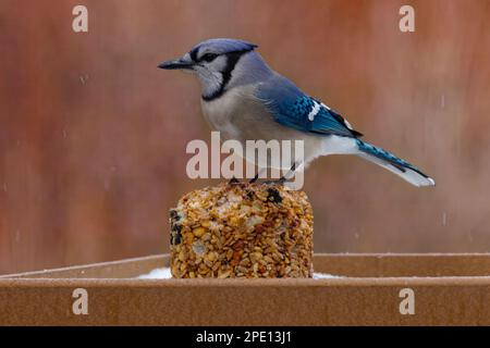 A beautiful Blue Jay on a winter morning.  This large songbird is familiar to many people, with its perky crest; blue, white and black plumage. Stock Photo