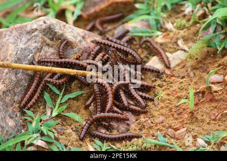 A group of dark brown earthworms on the ground near a selection of rocks Stock Photo