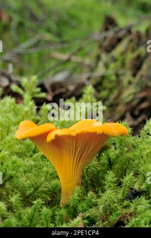 Chanterelle Fungi (Cantharellus cibarius) growing in coniferous forest, Inverness-shire, Scotland, August 2008 Stock Photo
