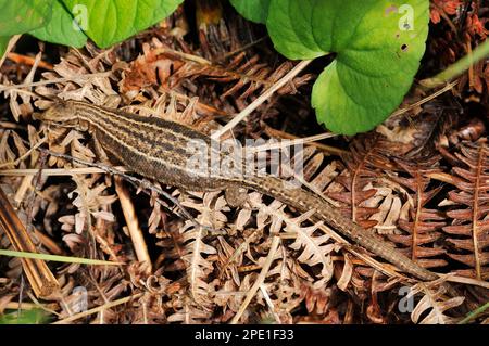 Common / Viviparous Lizard (Zootoca vivipara) pregnant female basking dead bracken, Inverness-shire, Scotland, July 2010 Stock Photo