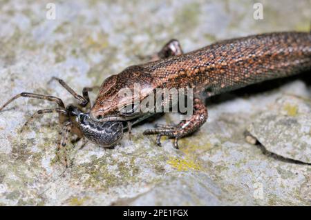 Common / Viviparous lizard (Zootoca vivipara), juvenile eating a spider, Berwickshire, Scotland, August 2010 Stock Photo