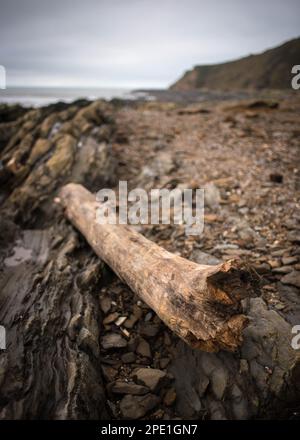 Driftwood on Saunton Sands Beach in North Devon at low tide washed up on eroded pebble shore in November Stock Photo