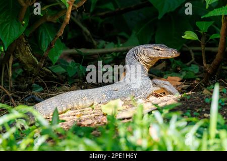 Malayan water monitor lizard (Varanus salvator) Singapore Stock Photo