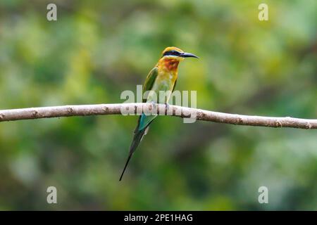Blue-tailed Bee-eater (Merops philippinus) Singapore Stock Photo