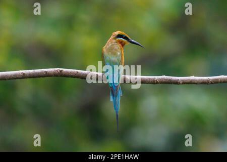 Blue-tailed Bee-eater (Merops philippinus) Singapore Stock Photo