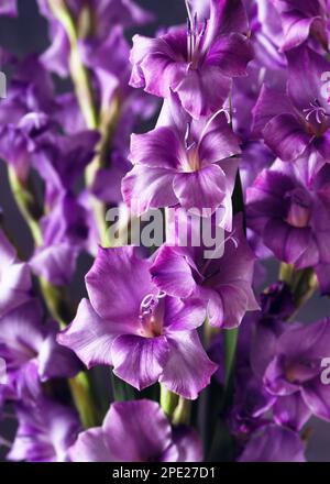 Beautiful purple flowers of gladiolus in summer garden. (Sword lily). Nature floral background. Selective focus. Stock Photo