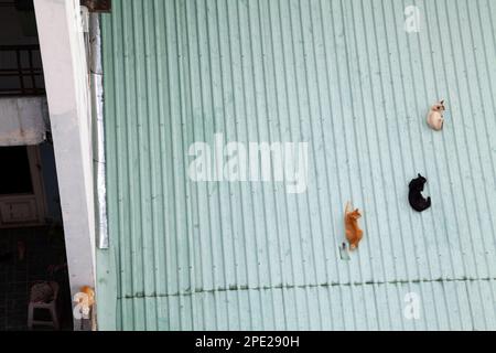 4 stray cats on different colors lounging on a roof, top view. Group of cat friends relaxing together Stock Photo