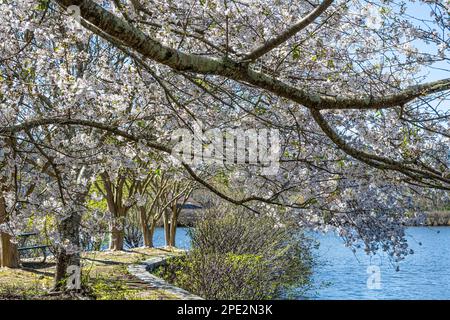 Blossoming cherry trees along a pond at Briscoe Park in Snellville (Metro Atlanta), Georgia. (USA) Stock Photo