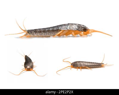 Silverfish - Lepisma saccharina isolated on white Stock Photo