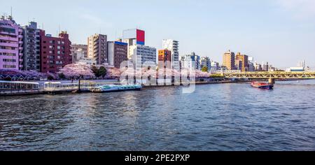 Idyllic view of Sumida Park (Asakusa area). with huge cherry trees in Tokyo. People queue up to ride the pleasure boat. On the right side you see the Stock Photo