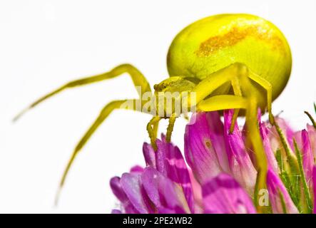 Goldenrod crab spider (Misumena vatia) hiding on pink petals Stock Photo