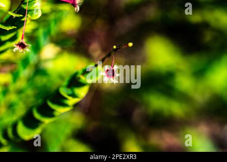 weird plant, macro Stock Photo