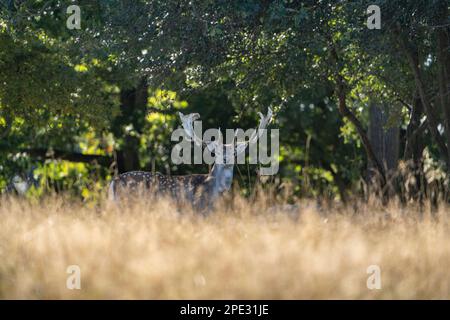 brown and white fallow deer with large horns walking, running, eating, with pups around the green forest and yellow fields. The fallow deer is an eleg Stock Photo