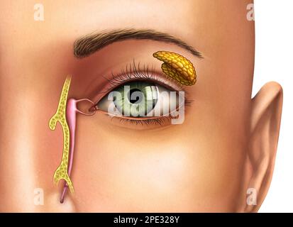 Anatomy drawing showing the functioning of lacrimal glands. Digital illustration. Stock Photo