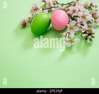 Easter eggs and blooming almond tree branch. Springtime nature flat lay. Spring blossom flower on pastel green background. Stock Photo