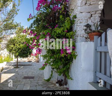 Greece, Cyclades. Tinos island, Dio Horia village. Narrow paved alley with tree and bougainvillea house with wooden fence entrance, summer day. Stock Photo