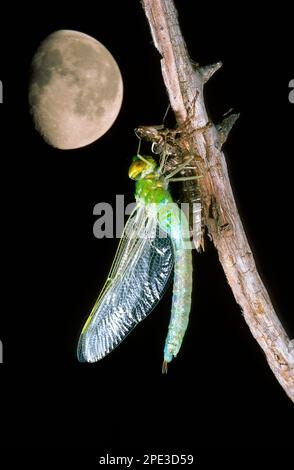 Dragonfly with its nymph cast Libellula schiusa di una larva di Anax parthenope. Stock Photo