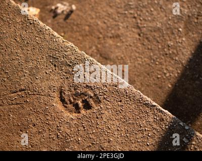 Concrete steps with boot or shoe sole prints. Camera moves up stairs. Concept of eternity, career, leave a mark on history. Focus moves from step to s Stock Photo