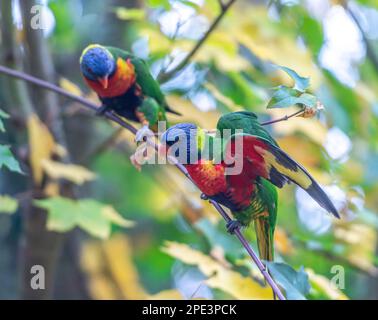 A pair of rainbow lorikeets on a branch Stock Photo