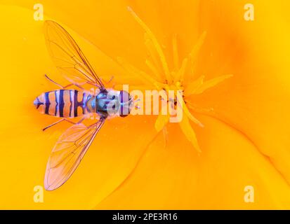 A hoverfly suping nectar on an orange flower Stock Photo