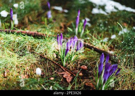 Purple crocus with raindrops on it in spring Stock Photo