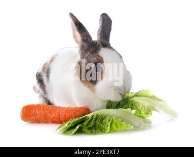 rex rabbit in front of white background Stock Photo