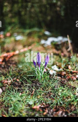 Purple crocus with raindrops on it in spring Stock Photo