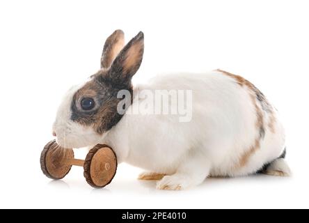 rex rabbit in front of white background Stock Photo